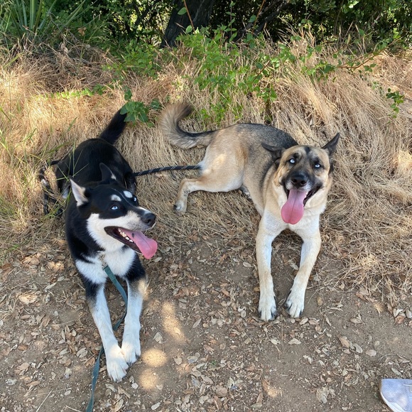 Meet your Posher, Mia - Picture 3 of 10